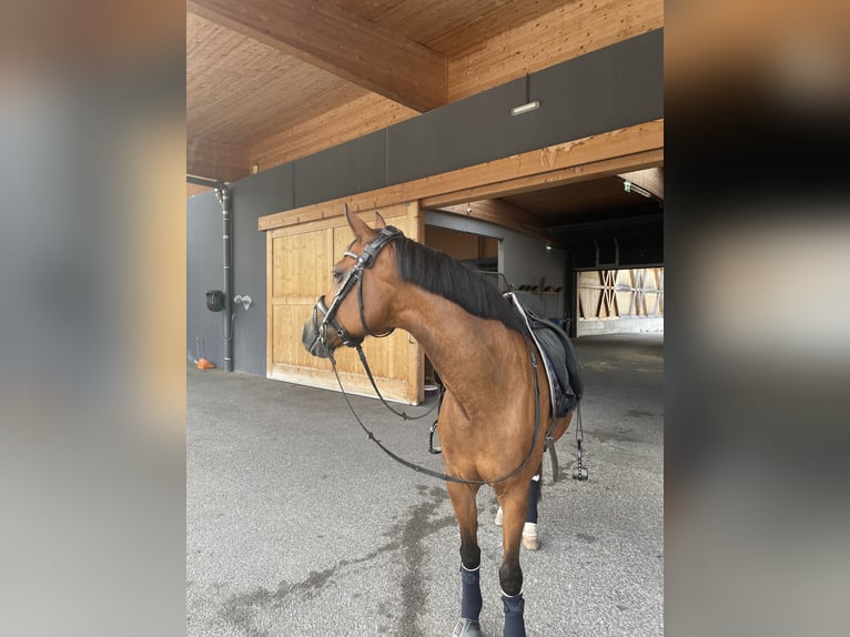 New Forest Pony Stute 19 Jahre 148 cm Brauner in Oestrich-Winkel