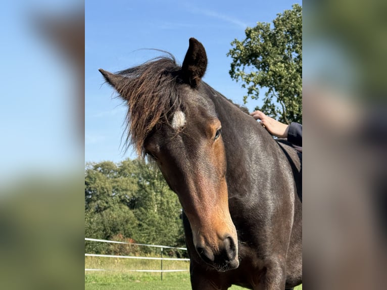 New Forest Pony Mix Stute 1 Jahr 140 cm Brauner in Gudow
