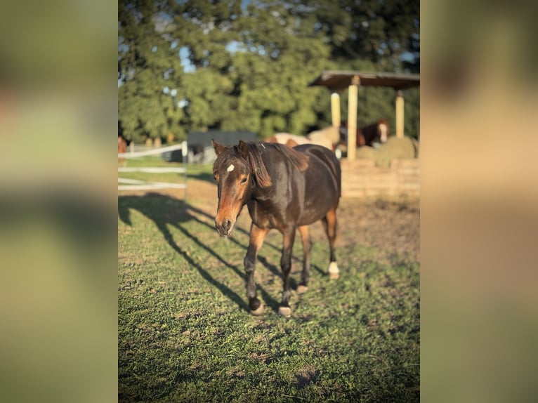 New Forest Pony Mix Stute 1 Jahr 140 cm Brauner in Gudow