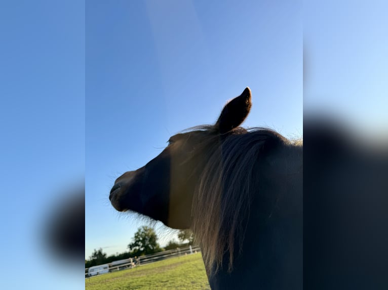 New Forest Pony Mix Stute 1 Jahr 140 cm Brauner in Gudow