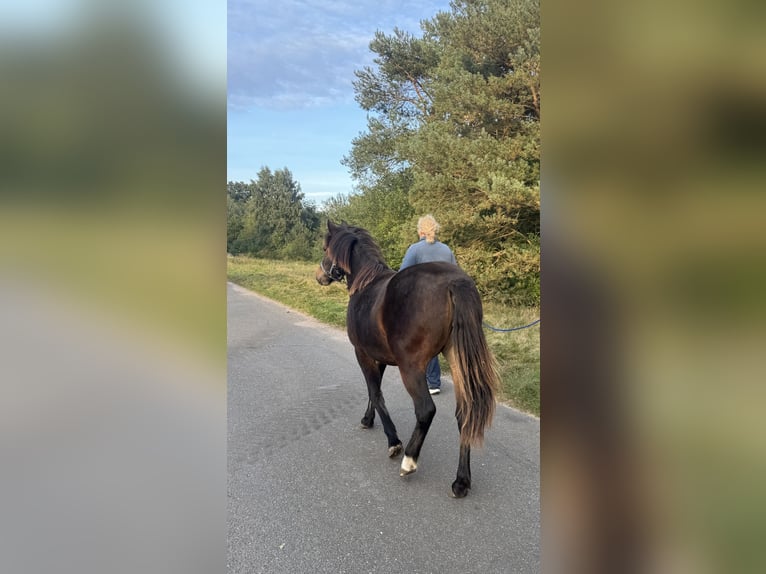 New Forest Pony Mix Stute 1 Jahr 140 cm Brauner in Gudow