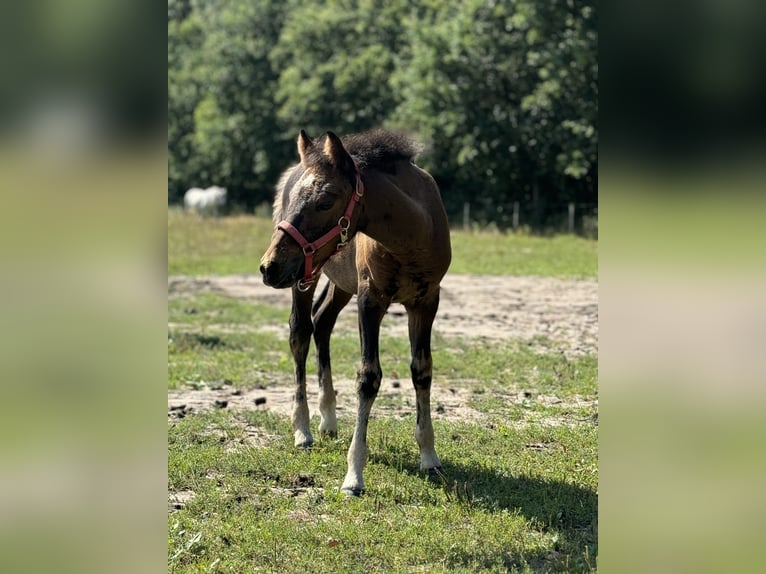 New Forest Pony Mix Stute 1 Jahr 140 cm Dunkelbrauner in G&#xFC;ster