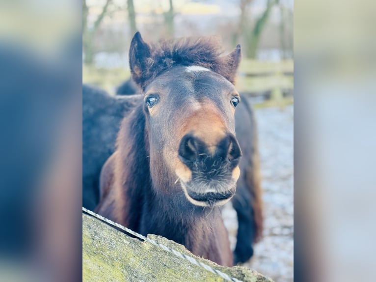 New Forest Pony Mix Stute 1 Jahr 140 cm Dunkelbrauner in G&#xFC;ster