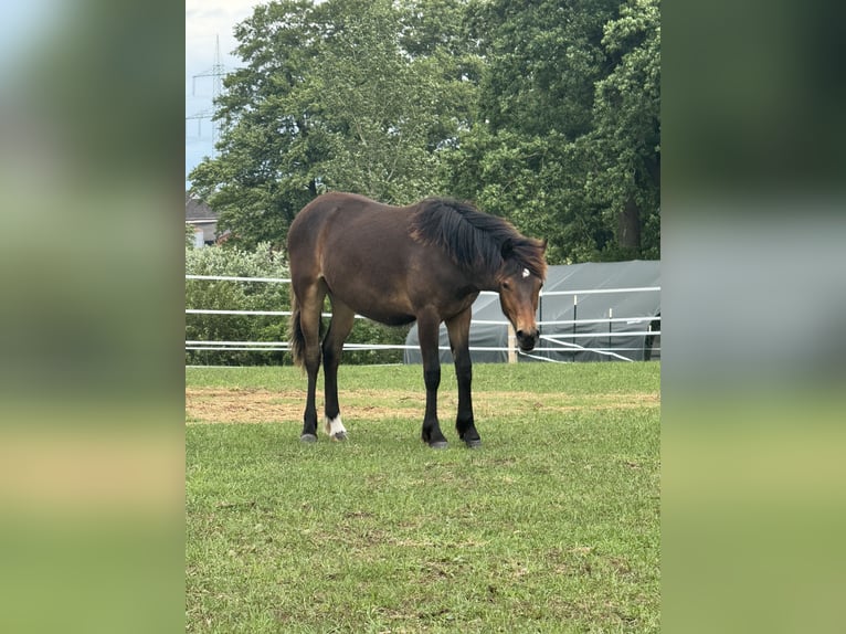 New Forest Pony Mix Stute 1 Jahr 140 cm Dunkelbrauner in G&#xFC;ster
