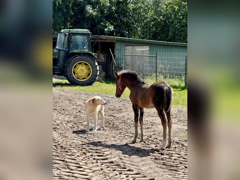 New Forest Pony Mix Stute 1 Jahr 140 cm Dunkelbrauner in G&#xFC;ster