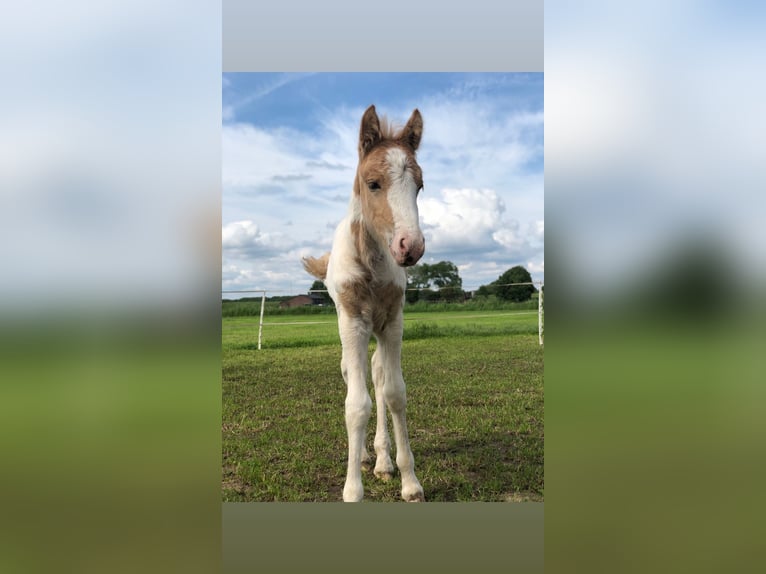 New Forest Pony Mix Stute 1 Jahr 140 cm Palomino in Haren