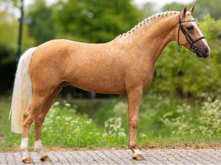 New Forest Pony Mix Stute 1 Jahr 140 cm Palomino in Haren