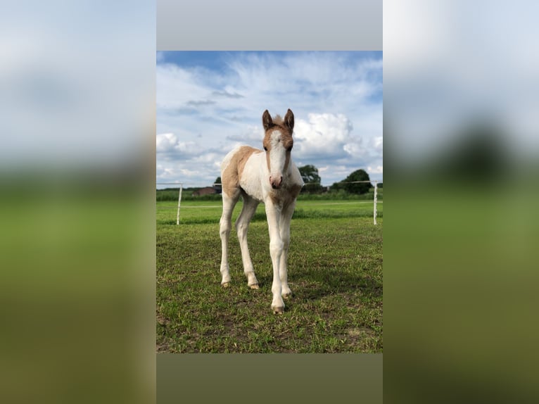 New Forest Pony Mix Stute 1 Jahr 140 cm Palomino in Haren