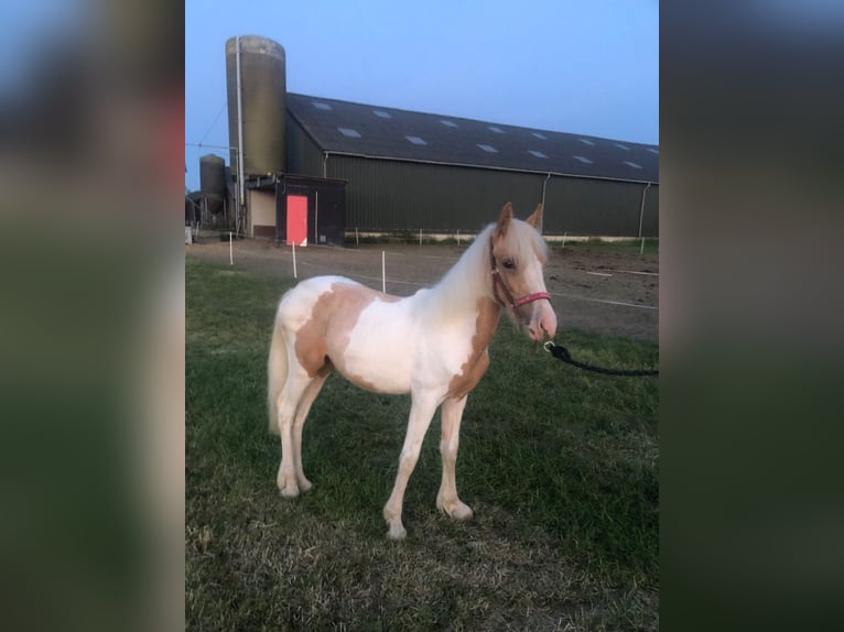 New Forest Pony Mix Stute 1 Jahr 140 cm Palomino in Haren