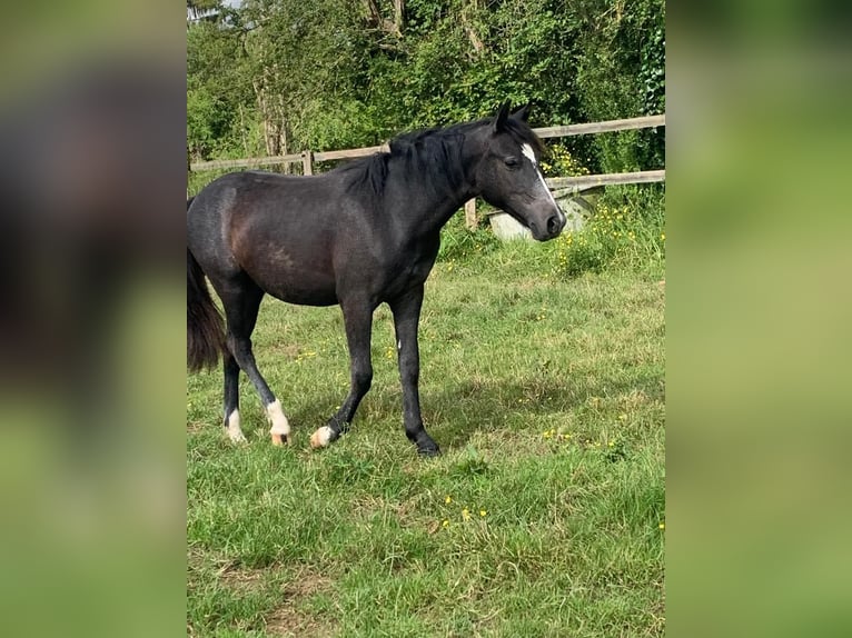 New Forest Pony Stute 1 Jahr 142 cm Fliegenschimmel in Arrou