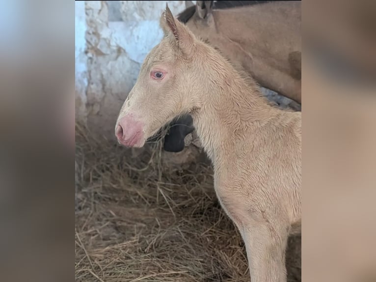 New Forest Pony Stute 1 Jahr 147 cm Cremello in Saint Jean de la Ruelle