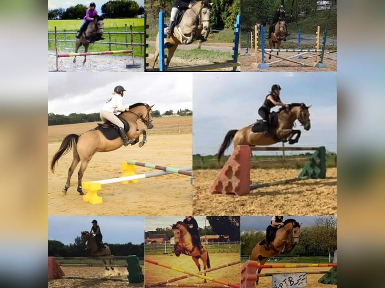 New Forest Pony Stute 1 Jahr 147 cm Cremello in Saint Jean de la Ruelle