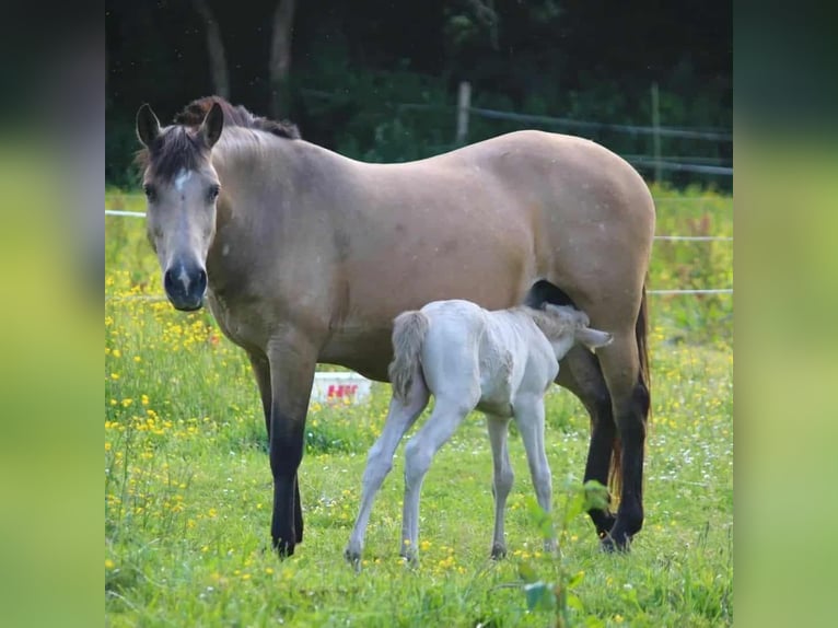 New Forest Pony Stute 1 Jahr 147 cm Cremello in Saint Jean de la Ruelle