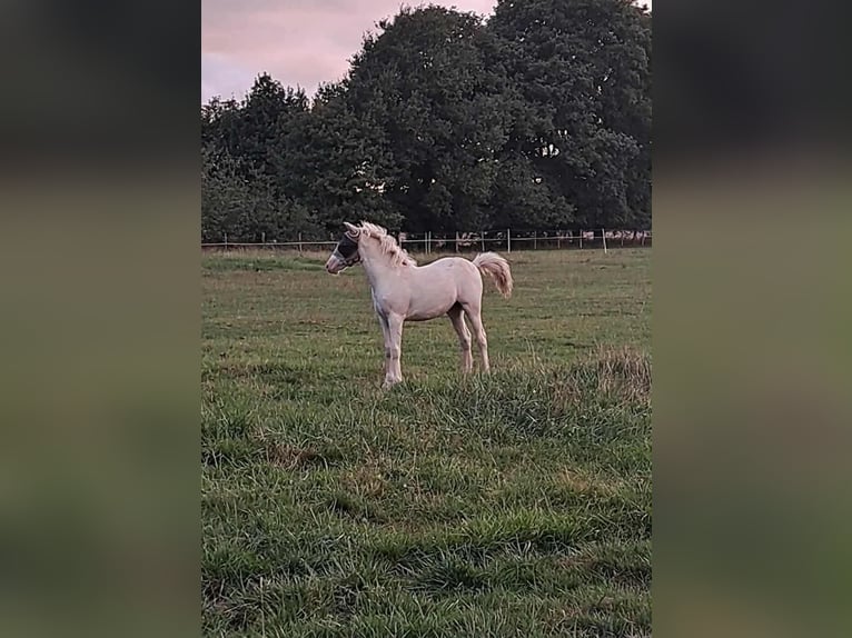 New Forest Pony Stute 1 Jahr 147 cm Cremello in Saint Jean de la Ruelle