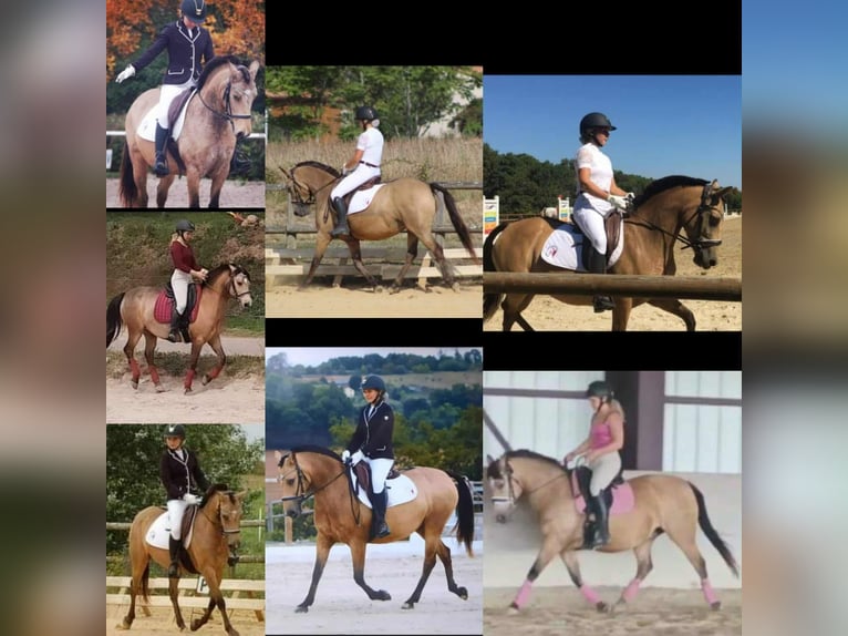 New Forest Pony Stute 1 Jahr 147 cm Cremello in Saint Jean de la Ruelle