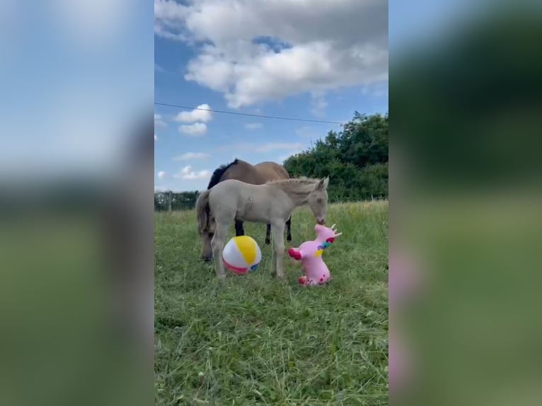 New Forest Pony Stute 1 Jahr 147 cm Cremello in Saint Jean de la Ruelle