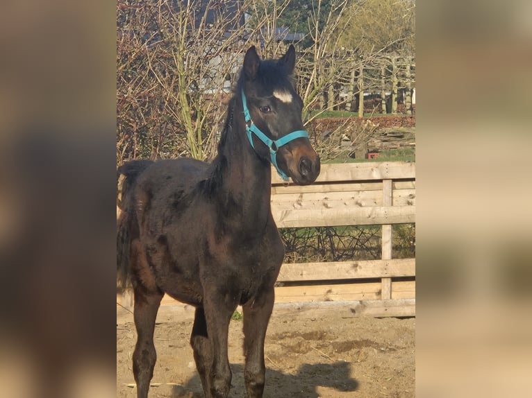 New Forest Pony Mix Stute 1 Jahr 149 cm Dunkelbrauner in Lopik