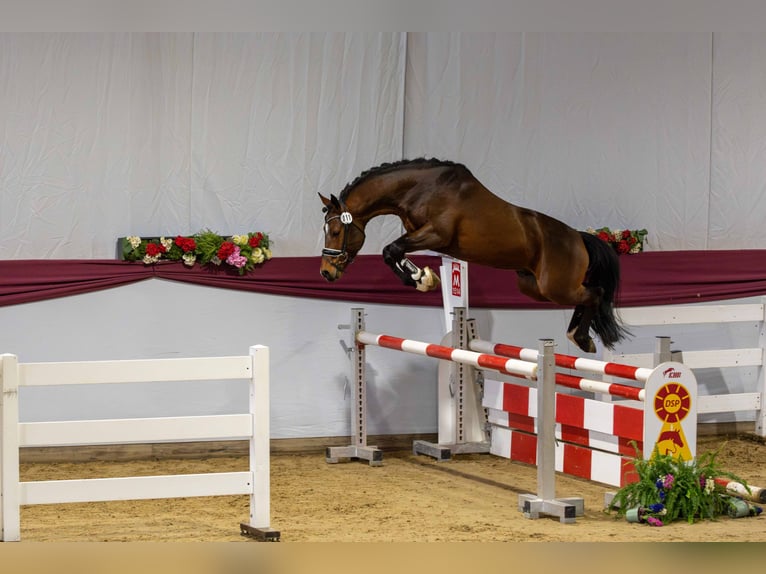 New Forest Pony Stute 1 Jahr Brauner in Pentling