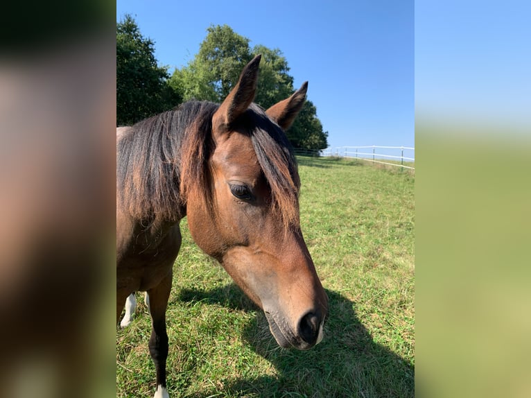 New Forest Pony Stute 1 Jahr Brauner in Pentling