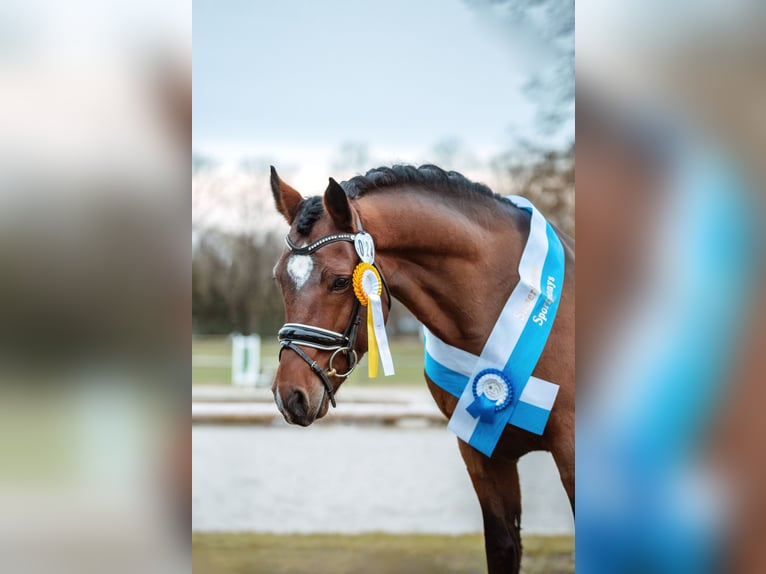 New Forest Pony Stute 1 Jahr Brauner in Pentling