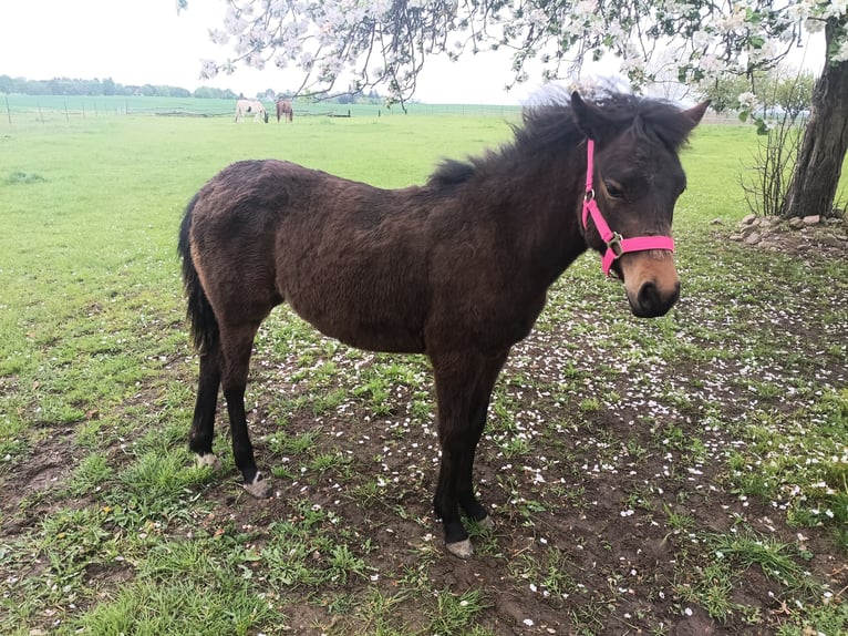 New Forest Pony Stute 1 Jahr  in Hohen Pritz