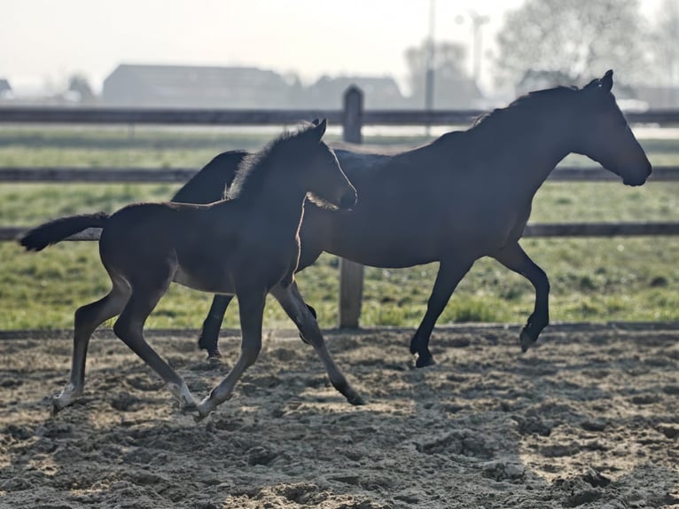 New Forest Pony Stute 20 Jahre 147 cm Brauner in Willebroek