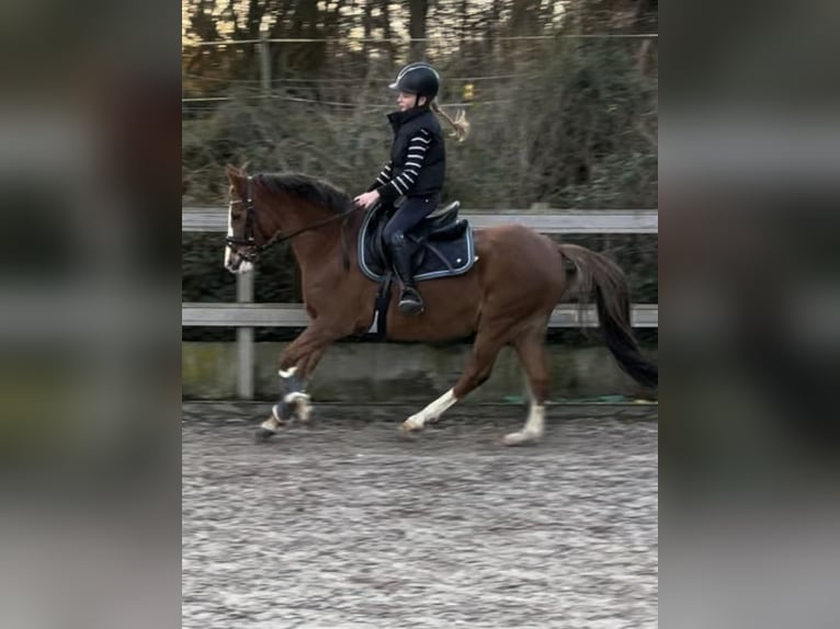 New Forest Pony Stute 20 Jahre 147 cm Fuchs in Borod