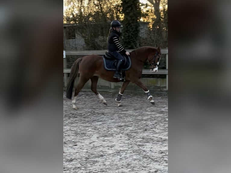 New Forest Pony Stute 20 Jahre 147 cm Fuchs in Borod