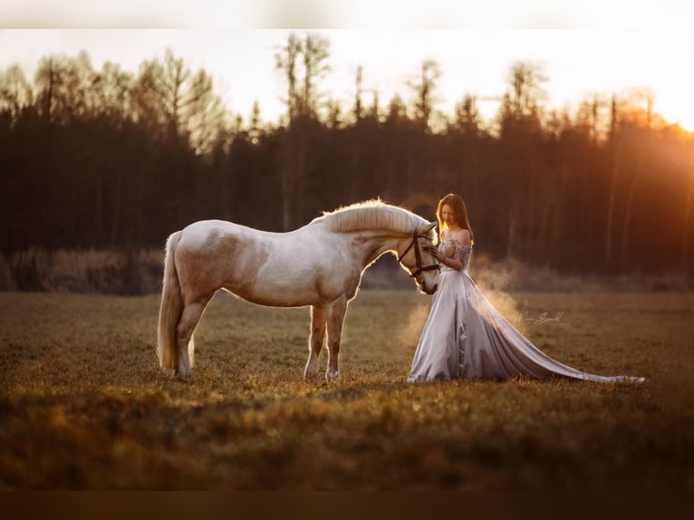 New Forest Pony Mix Stute 21 Jahre 135 cm Tobiano-alle-Farben in Ried