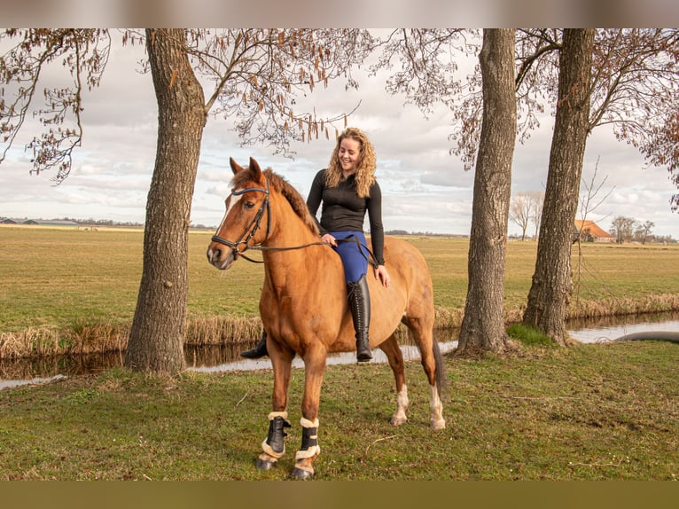 New Forest Pony Mix Stute 21 Jahre 146 cm Dunkelfuchs in Aldeboarn