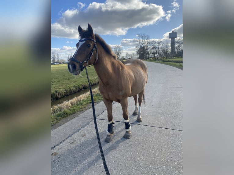 New Forest Pony Mix Stute 21 Jahre 146 cm Dunkelfuchs in Aldeboarn