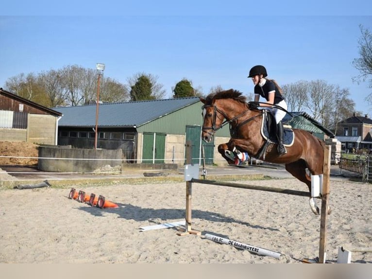 New Forest Pony Mix Stute 21 Jahre 146 cm Dunkelfuchs in Aldeboarn