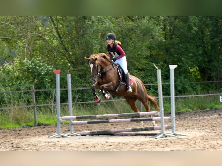 New Forest Pony Mix Stute 21 Jahre 146 cm Dunkelfuchs in Aldeboarn