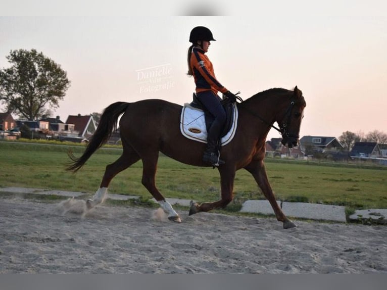 New Forest Pony Mix Stute 21 Jahre 146 cm Dunkelfuchs in Aldeboarn