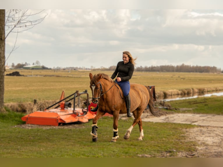 New Forest Pony Mix Stute 21 Jahre 146 cm Dunkelfuchs in Aldeboarn