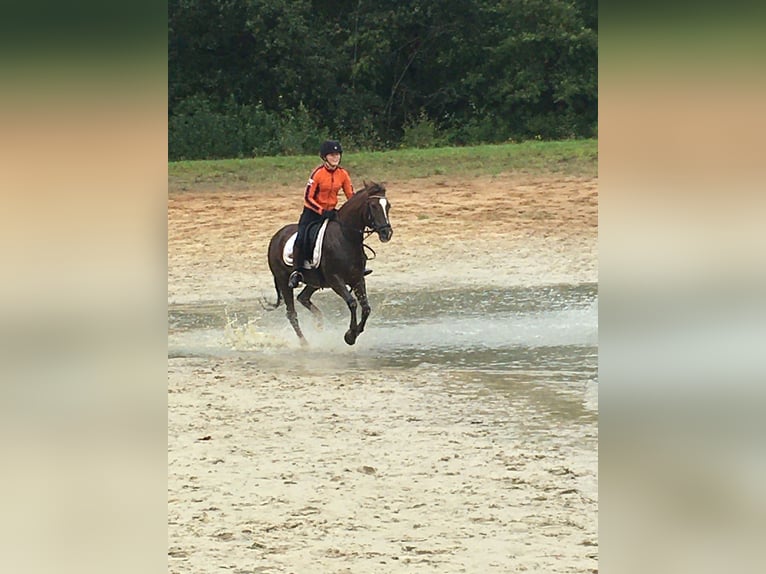 New Forest Pony Mix Stute 21 Jahre 146 cm Dunkelfuchs in Aldeboarn
