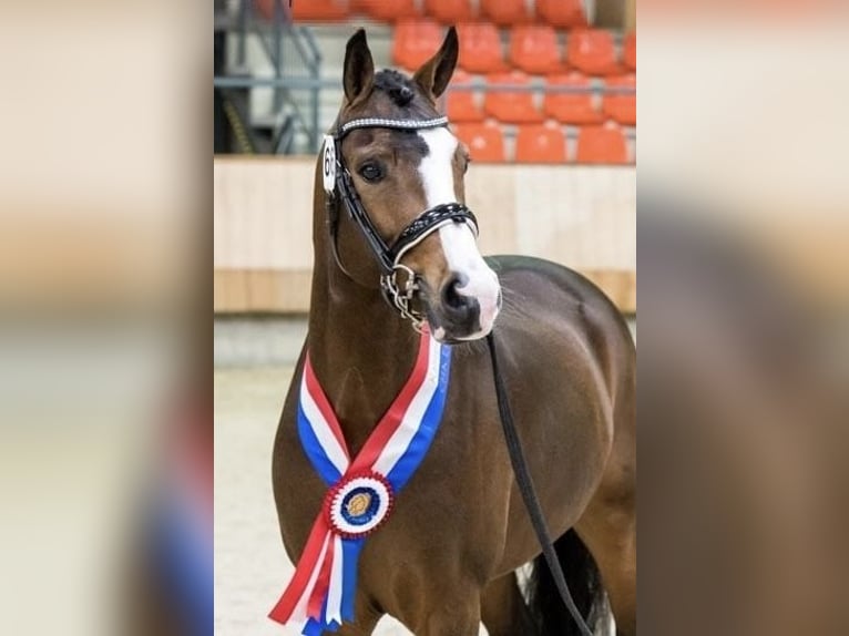 New Forest Pony Stute 2 Jahre 135 cm in Nistelrode
