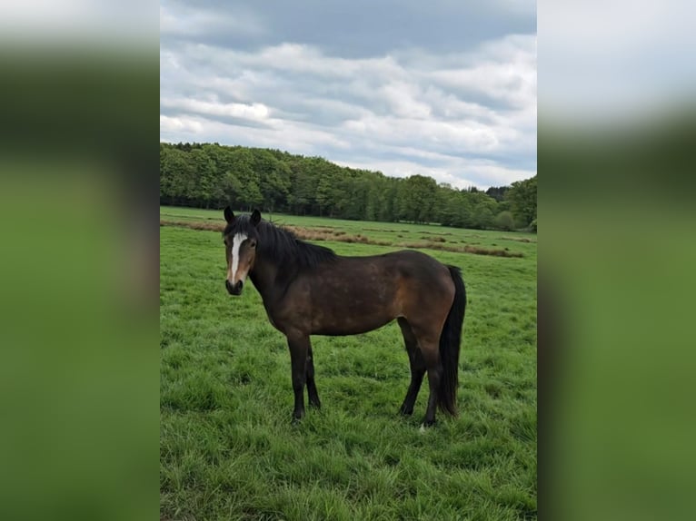 New Forest Pony Stute 2 Jahre Brauner in Basdahl