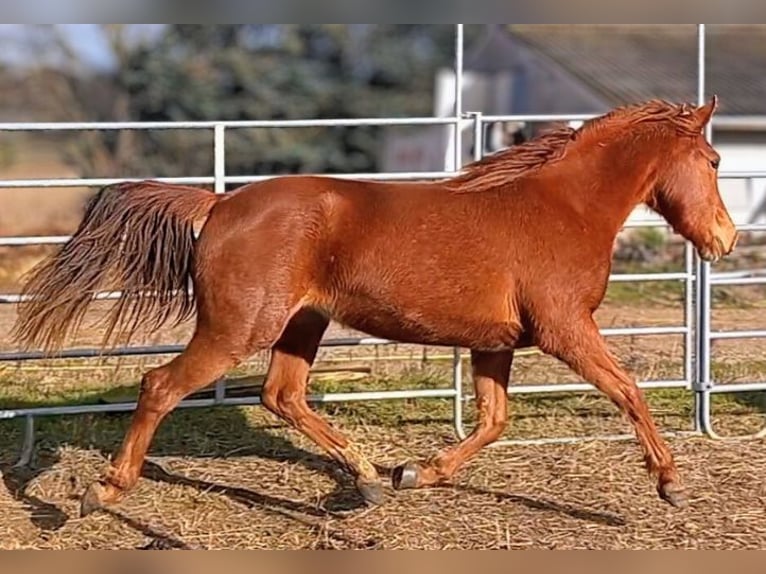 New Forest Pony Stute 2 Jahre  in Montéléger