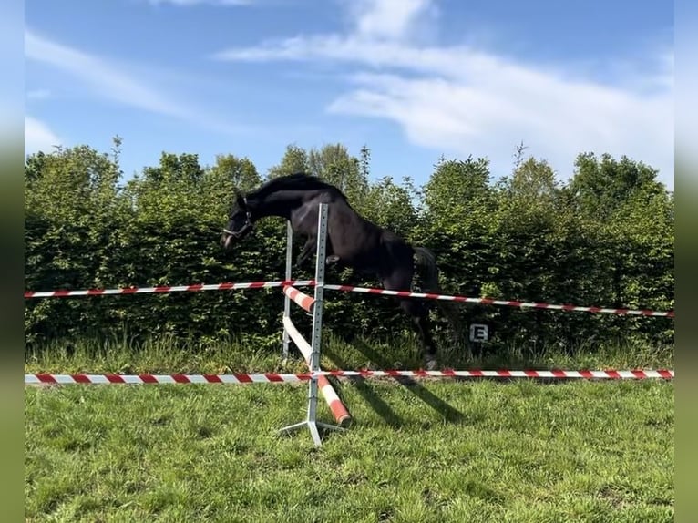 New Forest Pony Mix Stute 3 Jahre 132 cm Schwarzbrauner in Swalmen