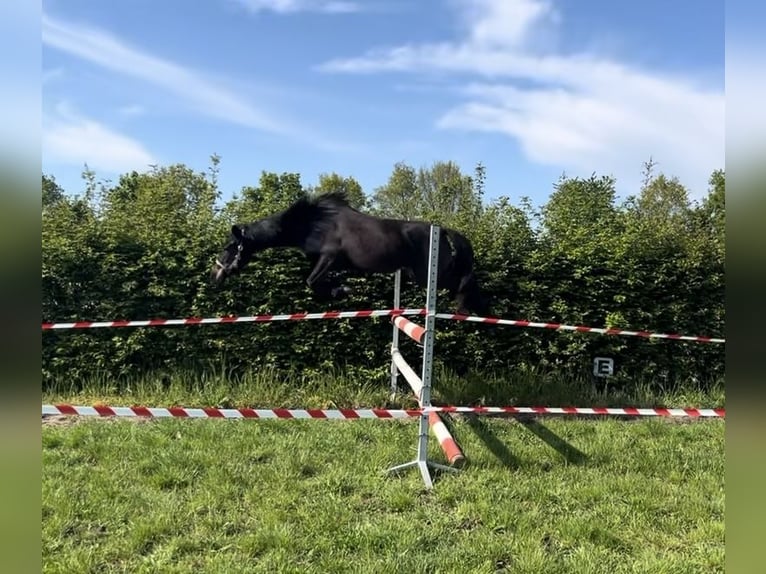 New Forest Pony Mix Stute 3 Jahre 132 cm Schwarzbrauner in Swalmen