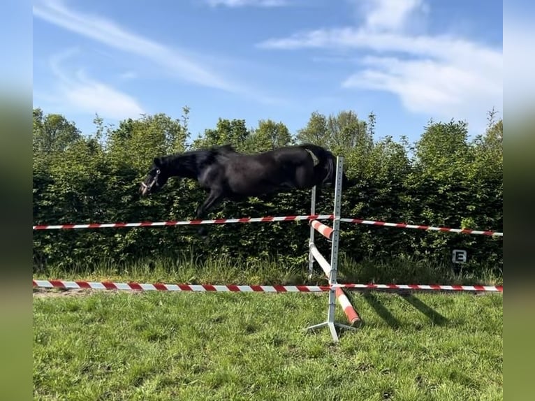 New Forest Pony Mix Stute 3 Jahre 132 cm Schwarzbrauner in Swalmen
