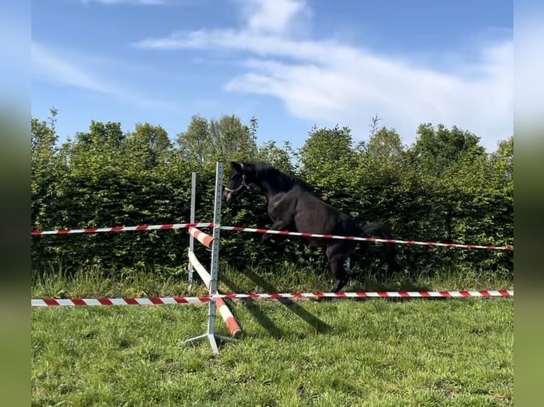 New Forest Pony Mix Stute 3 Jahre 132 cm Schwarzbrauner in Swalmen