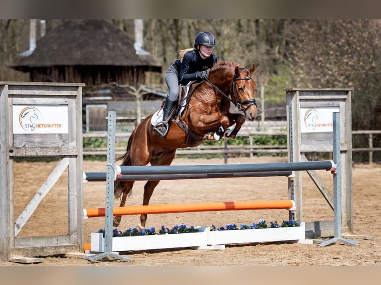New Forest Pony Stute 3 Jahre 136 cm Brauner in Pentling
