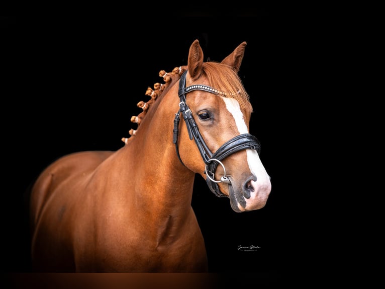 New Forest Pony Stute 3 Jahre 136 cm  in Anhausen