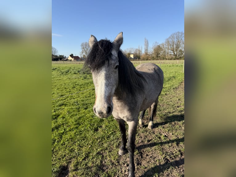 New Forest Pony Stute 3 Jahre 138 cm Brauner in Saint-Sylvain-d'Anjou