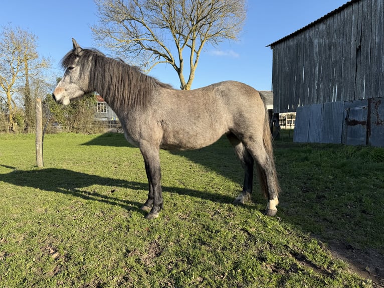 New Forest Pony Stute 3 Jahre 138 cm Brauner in Saint-Sylvain-d'Anjou