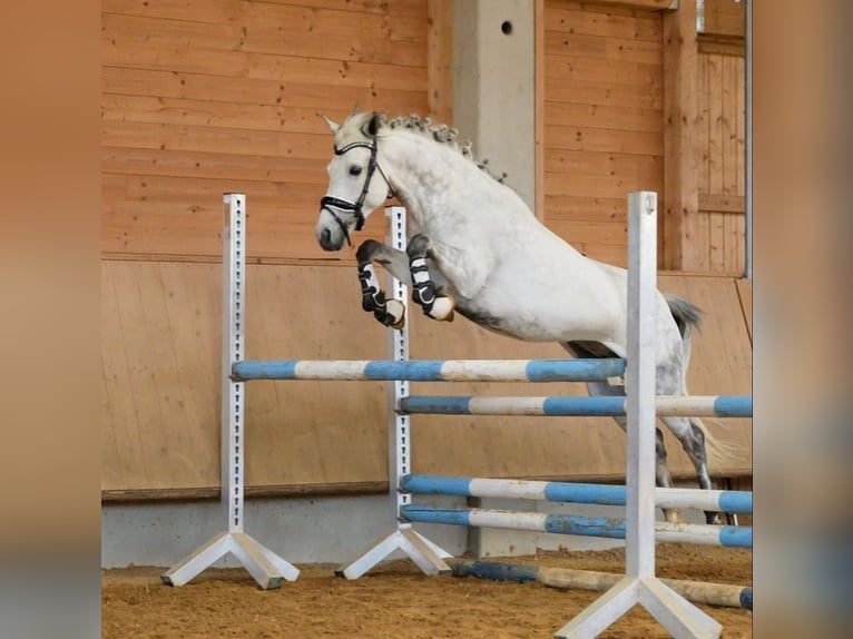 New Forest Pony Stute 3 Jahre 138 cm Falbe in Blekendorf
