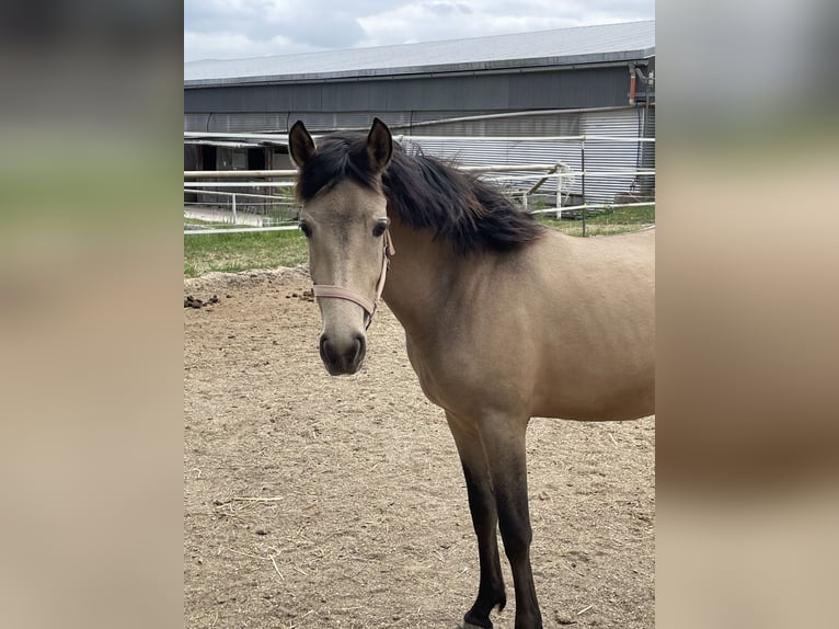 New Forest Pony Stute 3 Jahre 140 cm Buckskin in Pentling