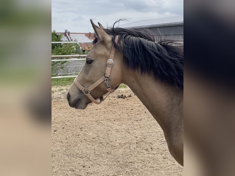New Forest Pony Stute 3 Jahre 140 cm Buckskin in Pentling